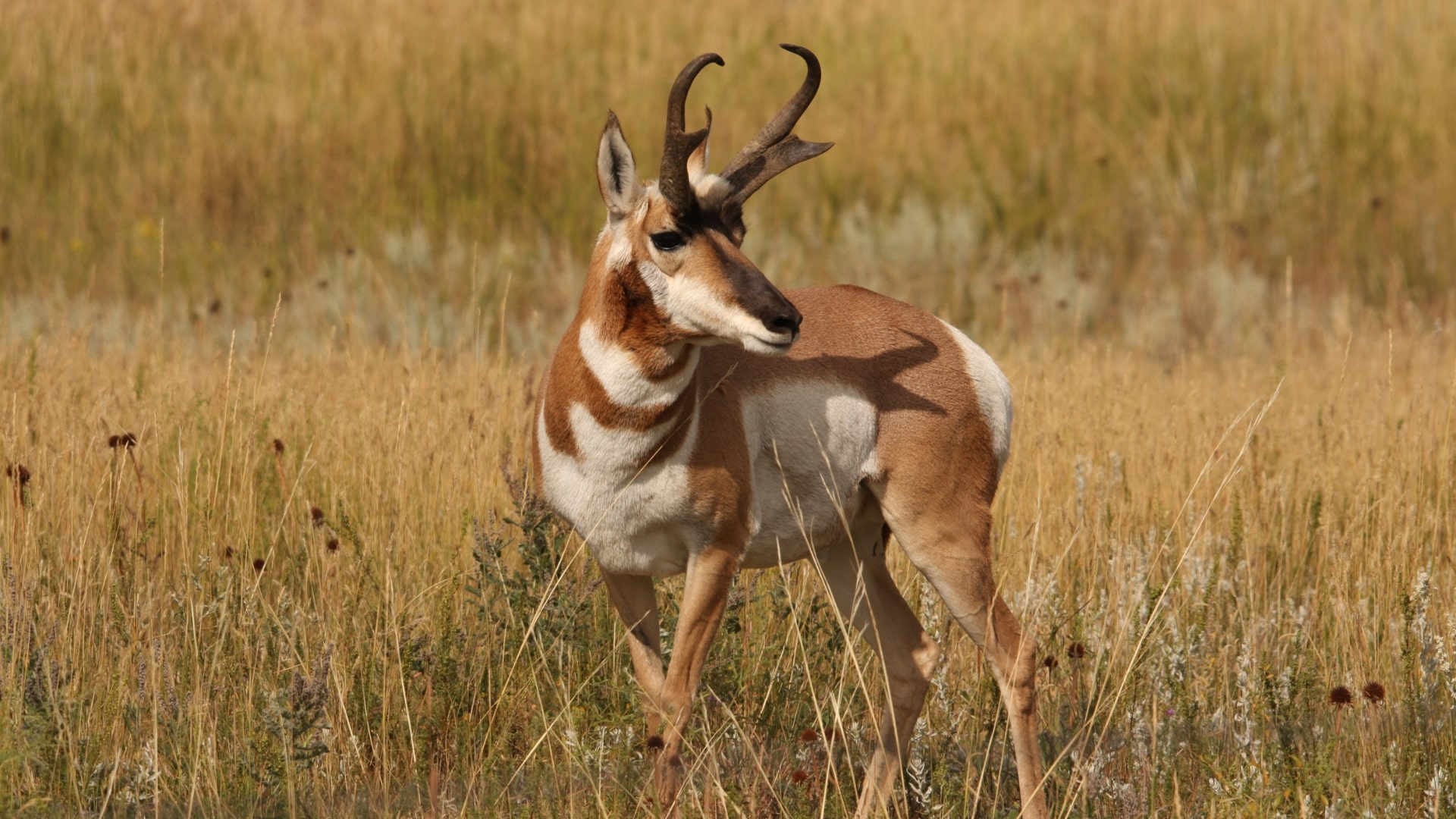 Pronghorn cover