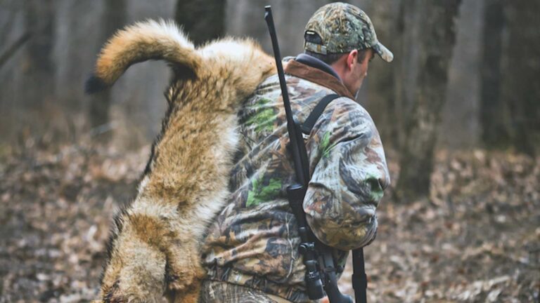 How to hunt coyotes - cover