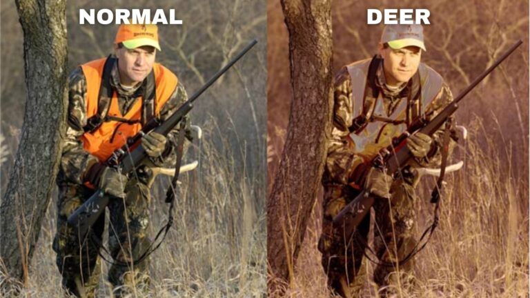 Deer Vision: What Do Deer See?