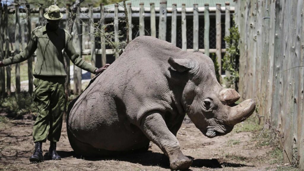 Captive breeding helps increase black and white rhino populations