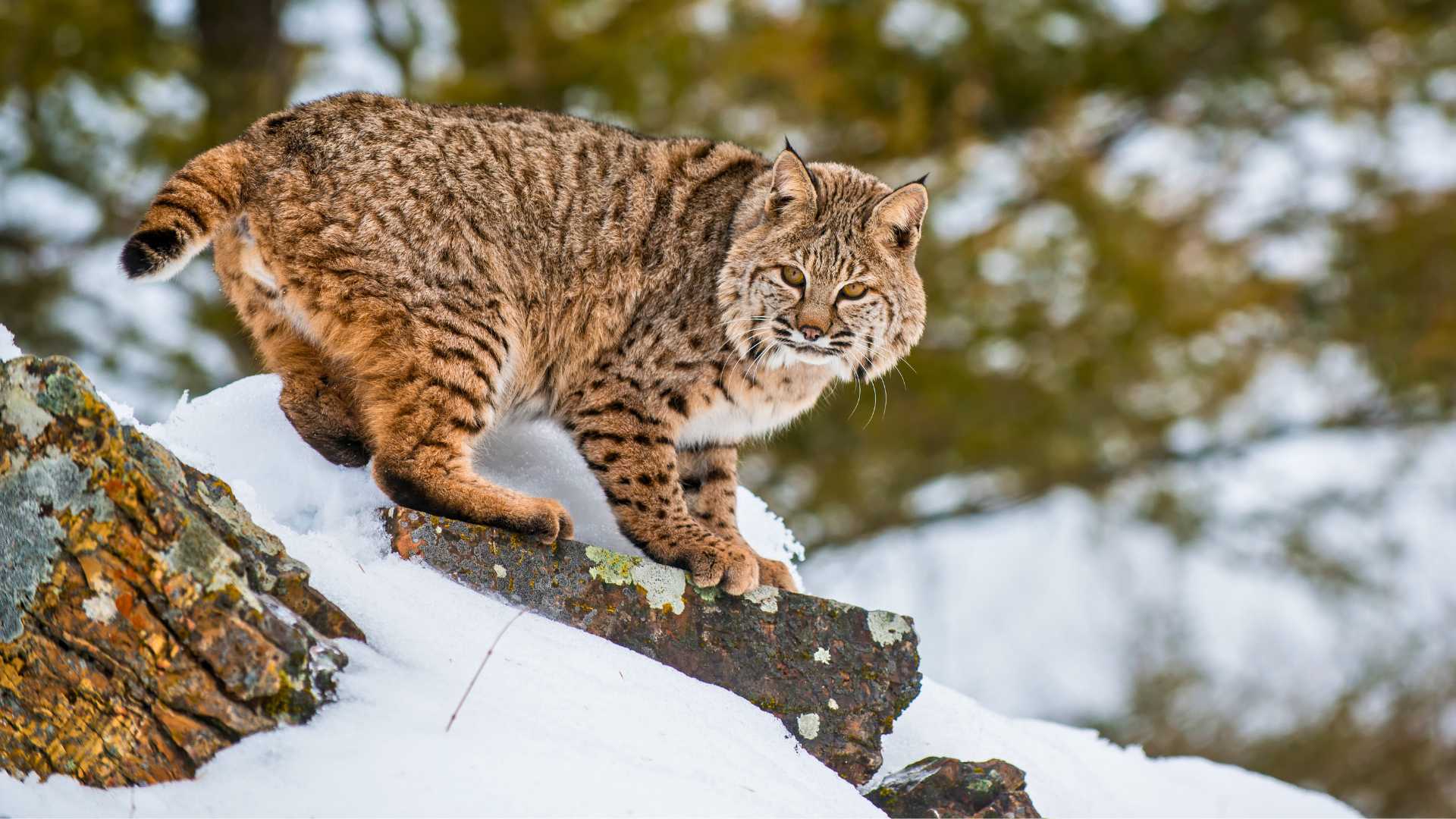 Bobcat cover