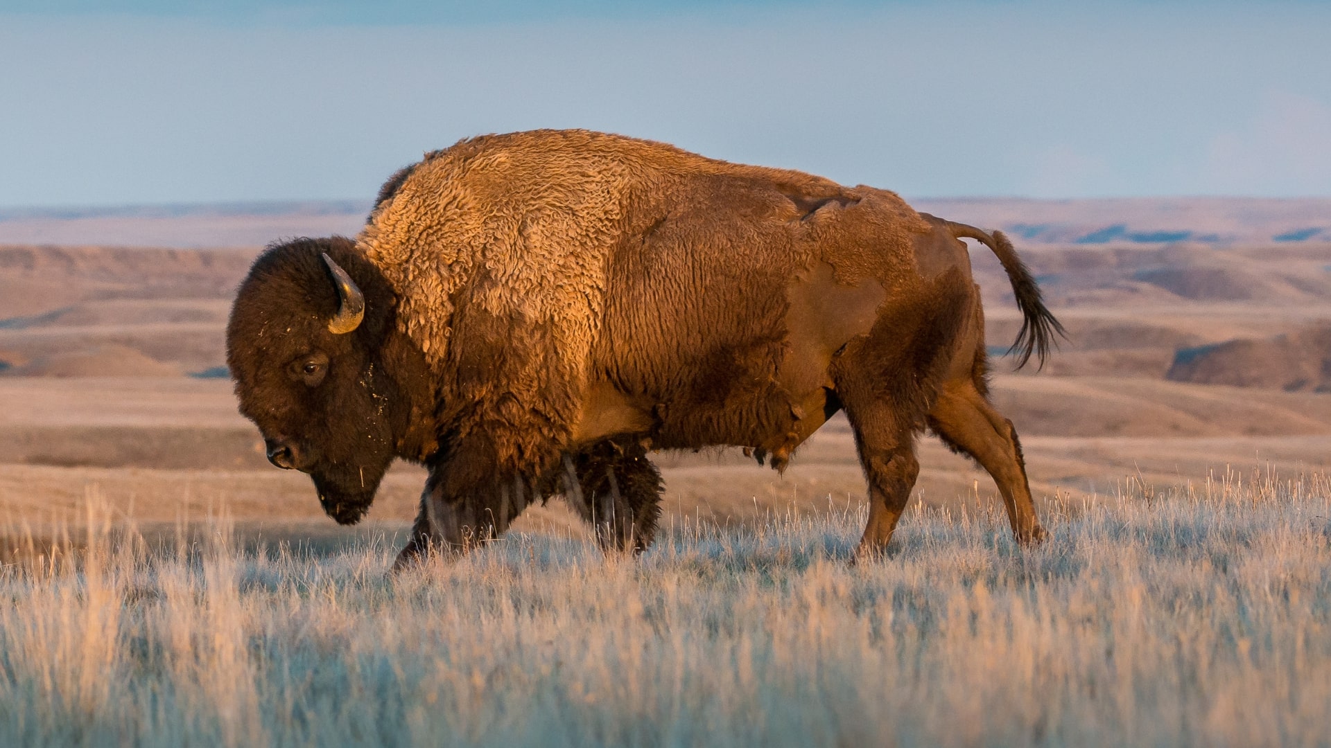 American bison cover