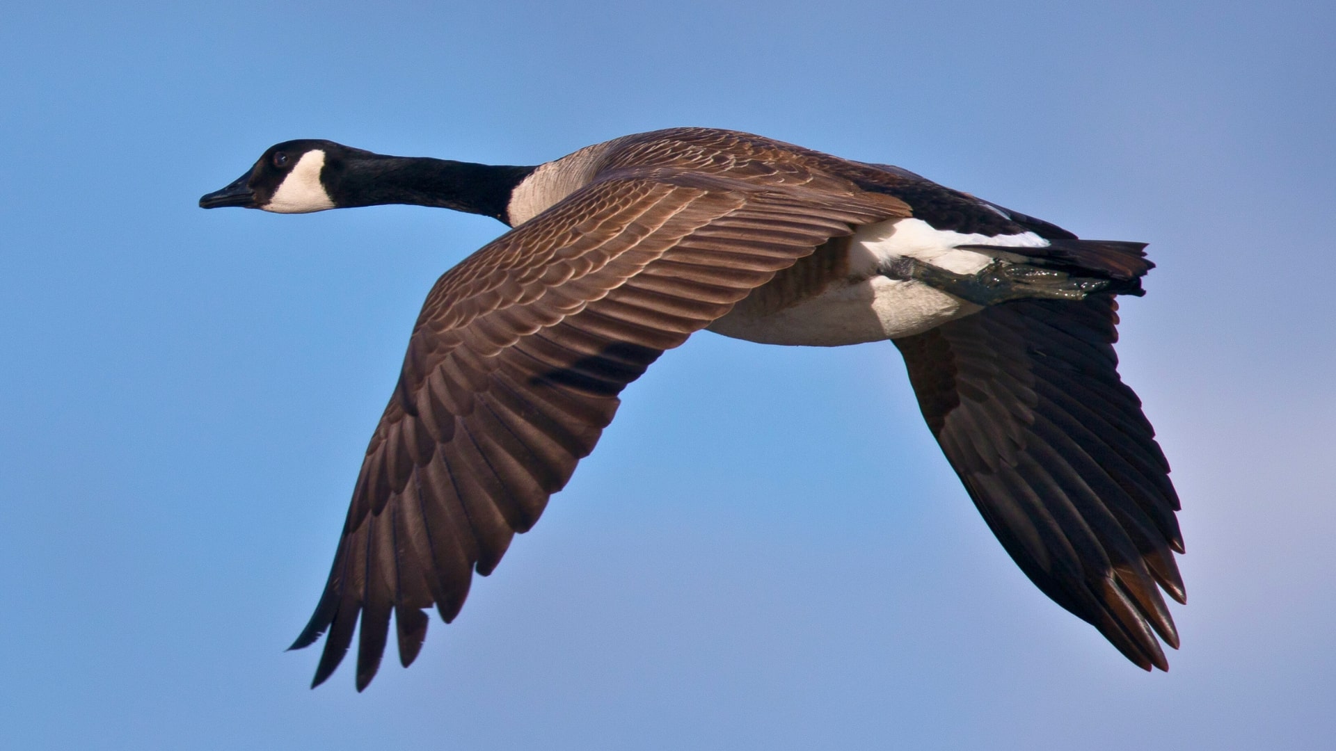 Canadian goose cover