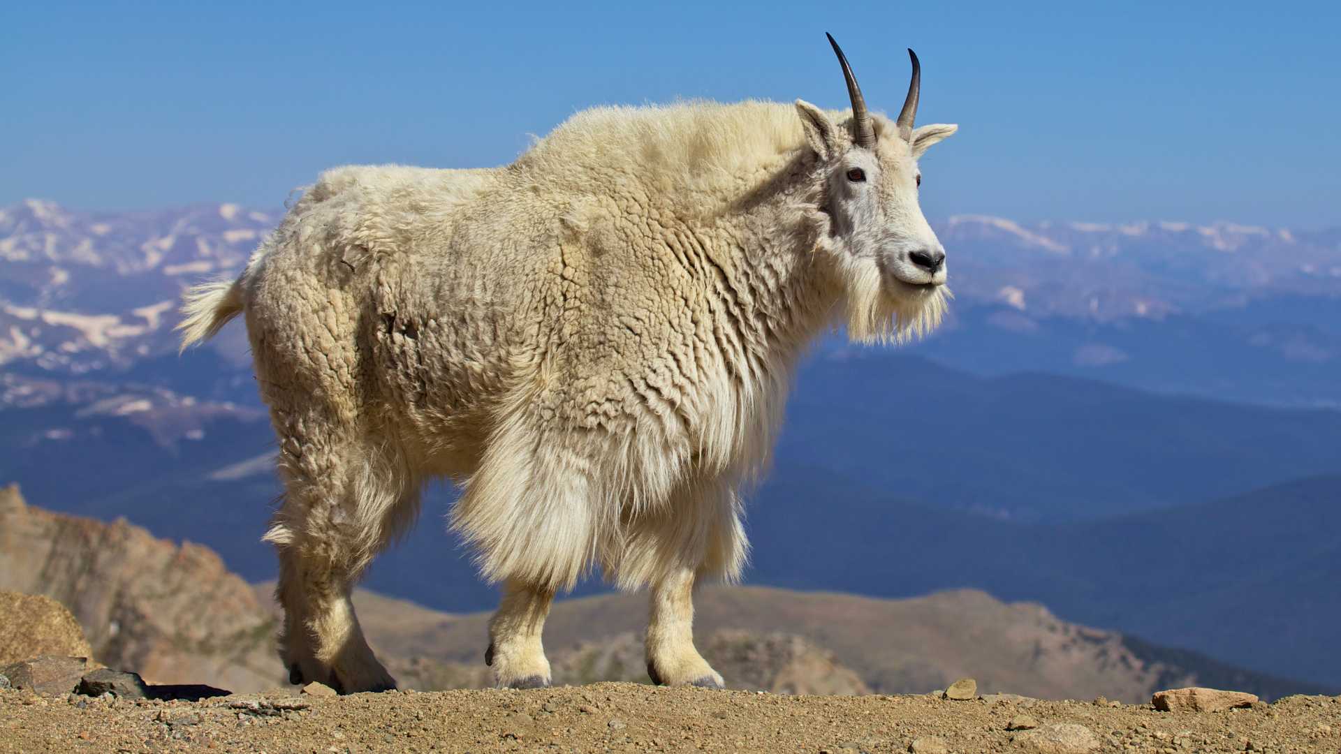 Mountain goat cover