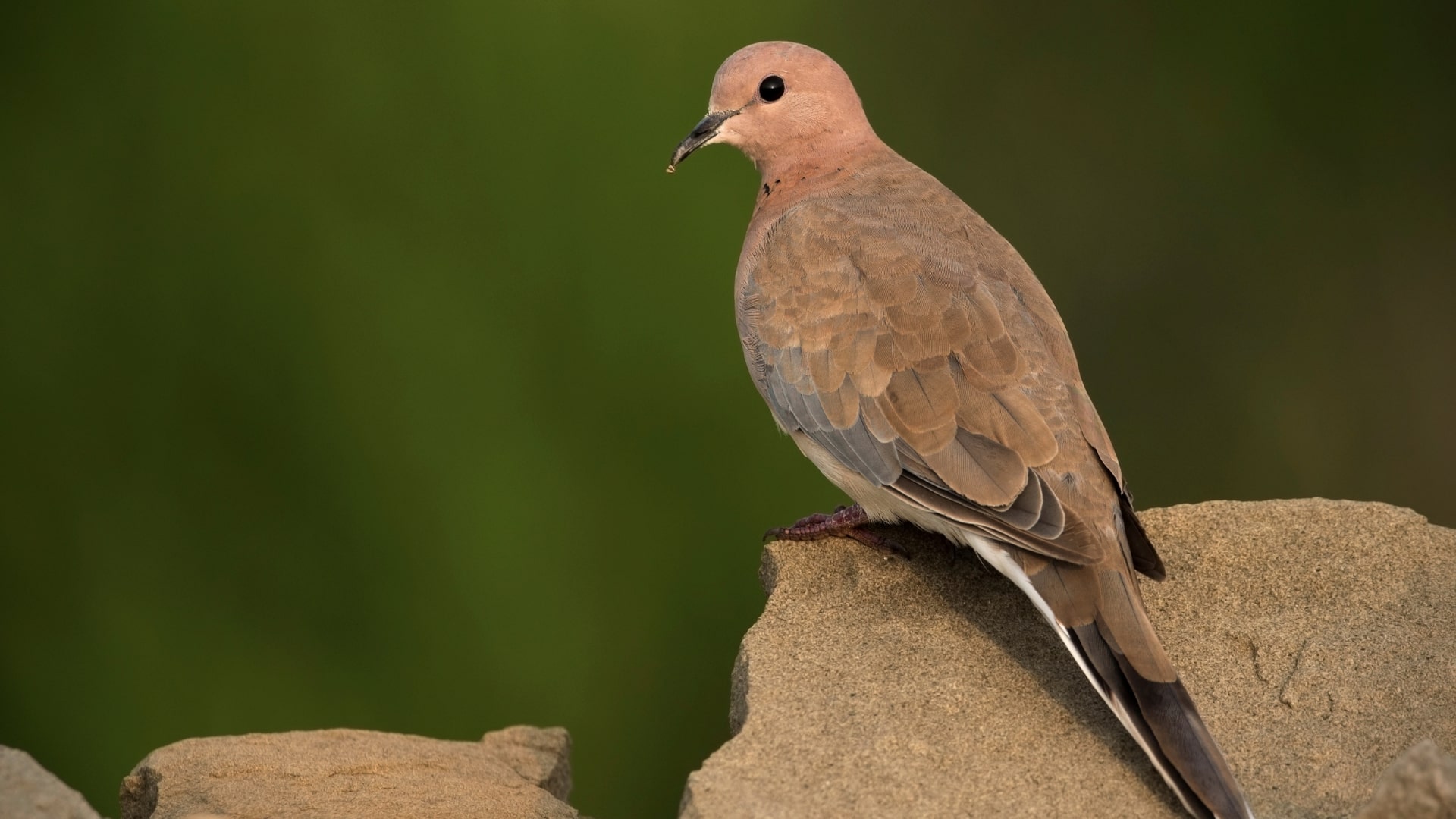 Dove hunting cover