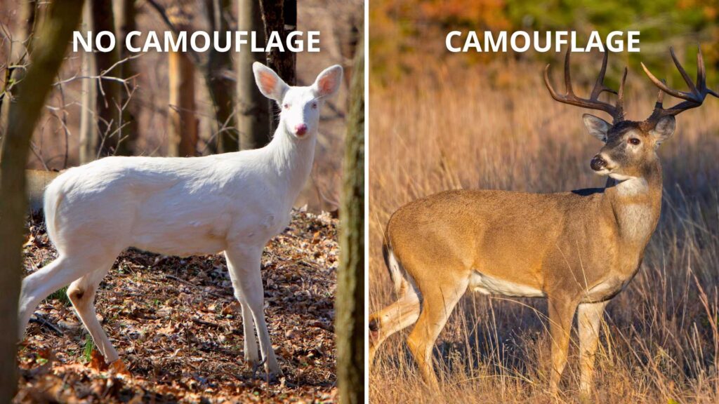 Albino deer has no camouflage