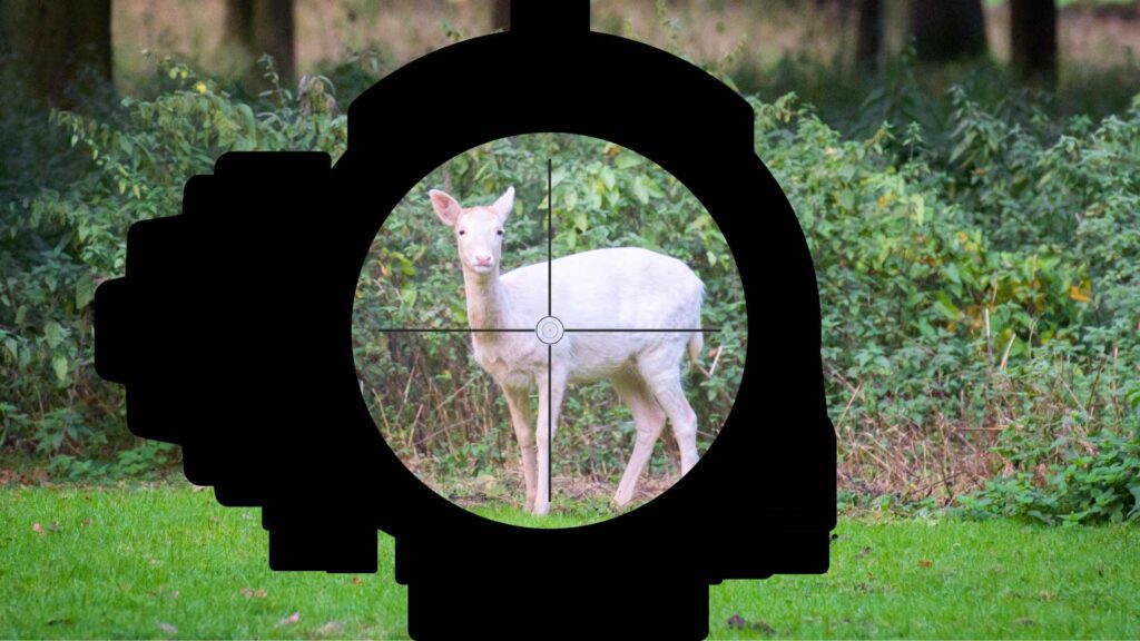 Albino deer through a scope