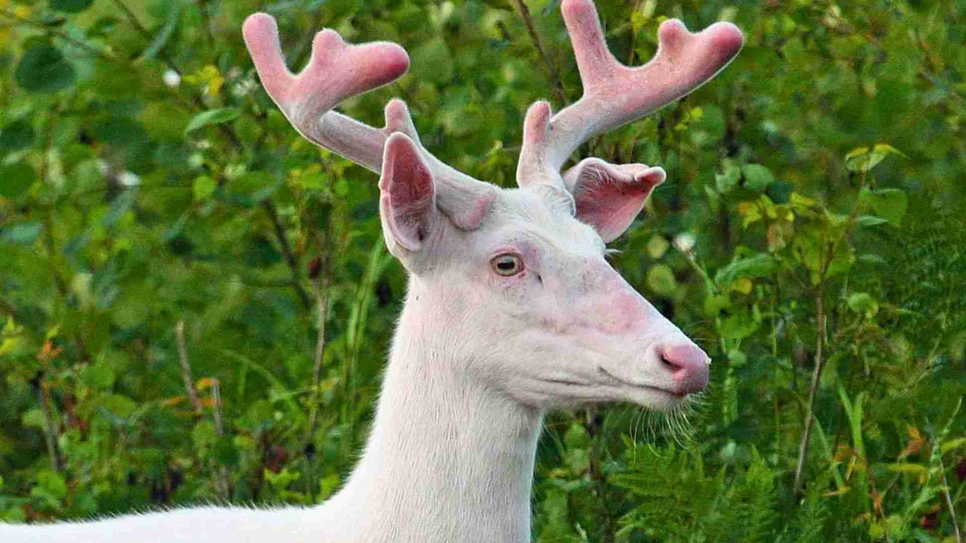 Albino deer cover