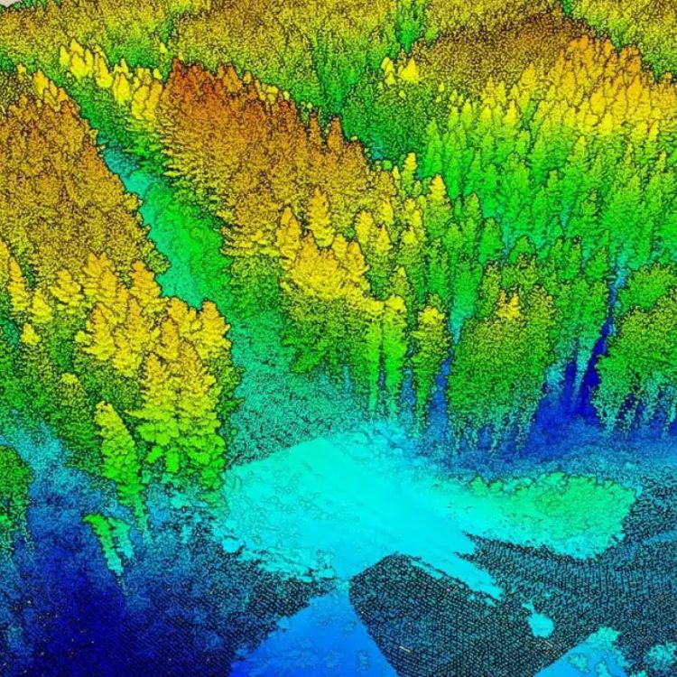 Forest under lidar