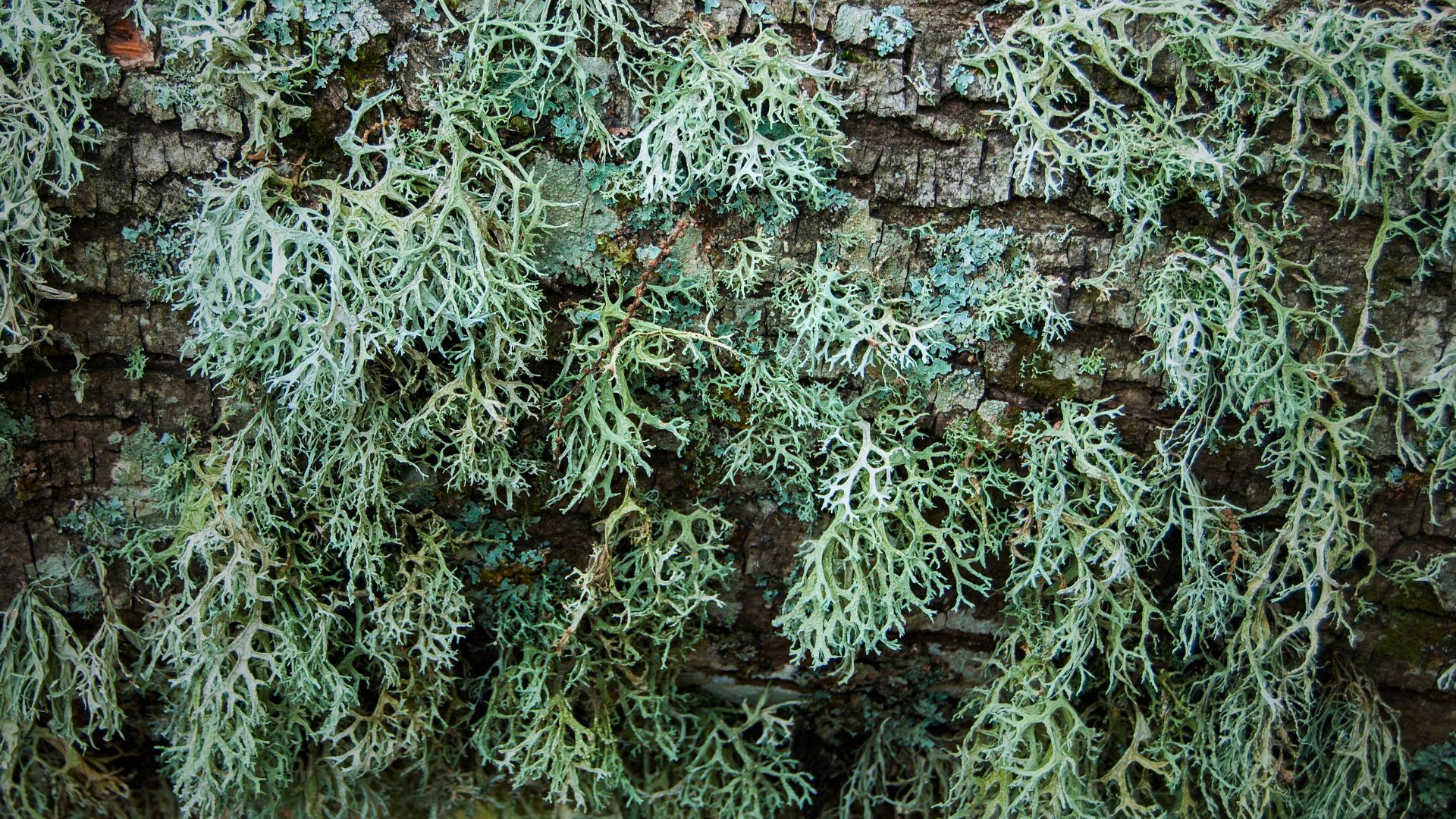 facts about lichens cover