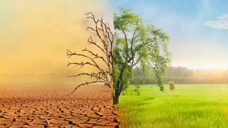 how climate change is reshaping our forests - cover